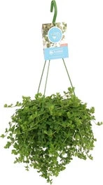 Peperomia In Hangpot (Peperomia 'Isabelle') D 14 H 30 Cm 1 Peperomia In Hangpot (Peperomia 'Isabelle') D 14 H 30 Cm