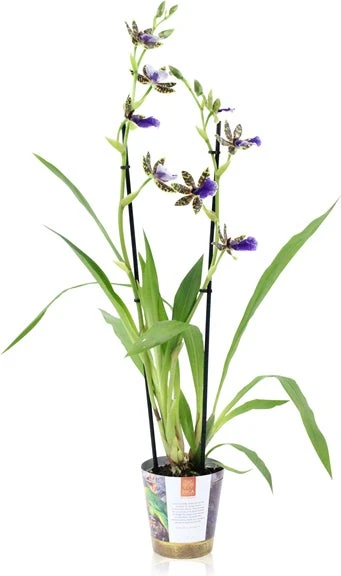 Zygopetalum (Zygopetalum 'Trozy Blue') D 12 H 45 Cm 1 Zygopetalum (Zygopetalum 'Trozy Blue') D 12 H 45 Cm