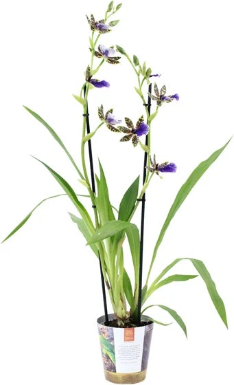 Zygopetalum (Zygopetalum 'Trozy Blue') D 12 H 45 Cm 2 Zygopetalum (Zygopetalum 'Trozy Blue') D 12 H 45 Cm - Afbeelding 2