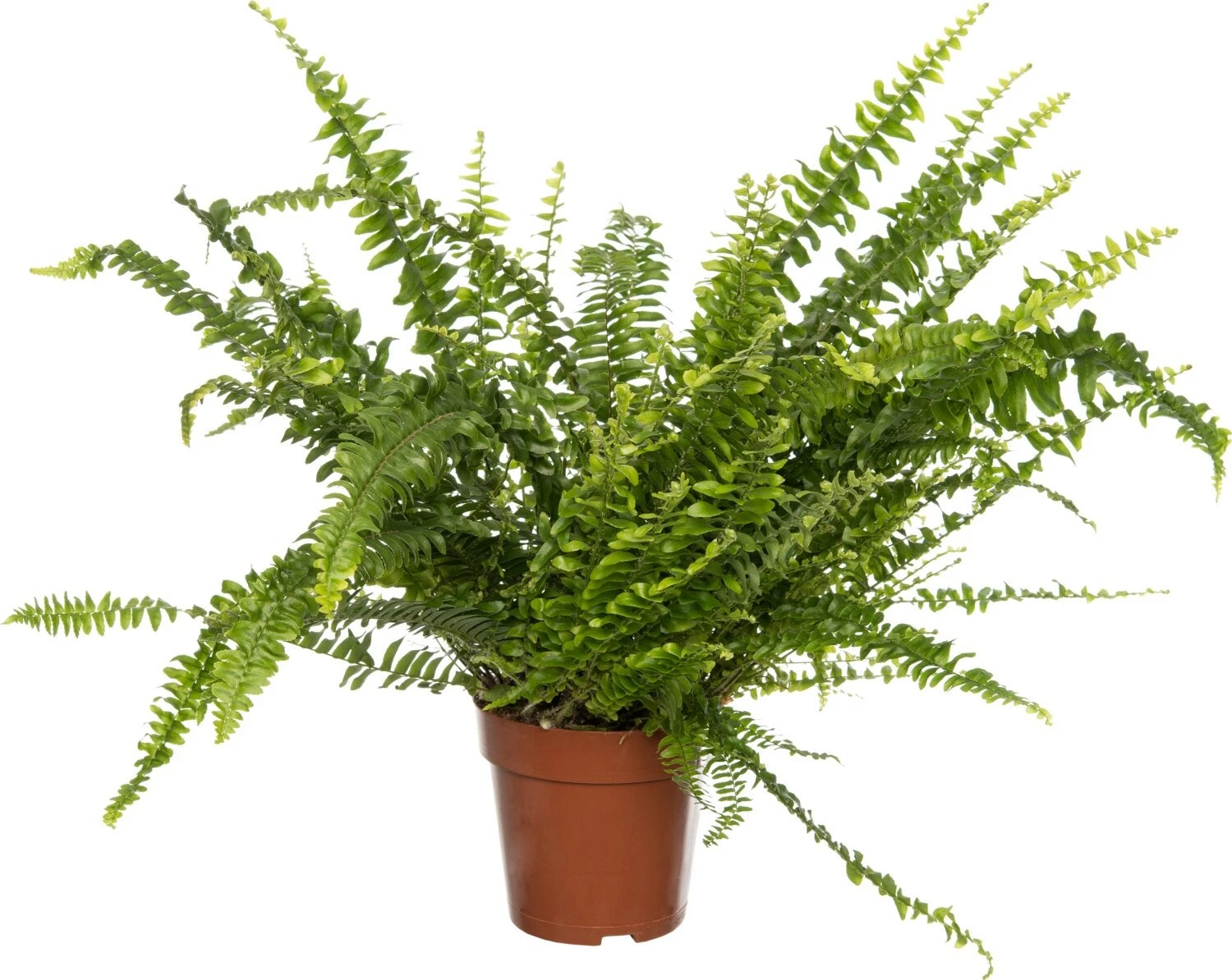 Krulvaren (Nephrolepis Exaltata 'Green Lady') D 12 H 35 Cm 1 Krulvaren (Nephrolepis Exaltata 'Green Lady') D 12 H 35 Cm