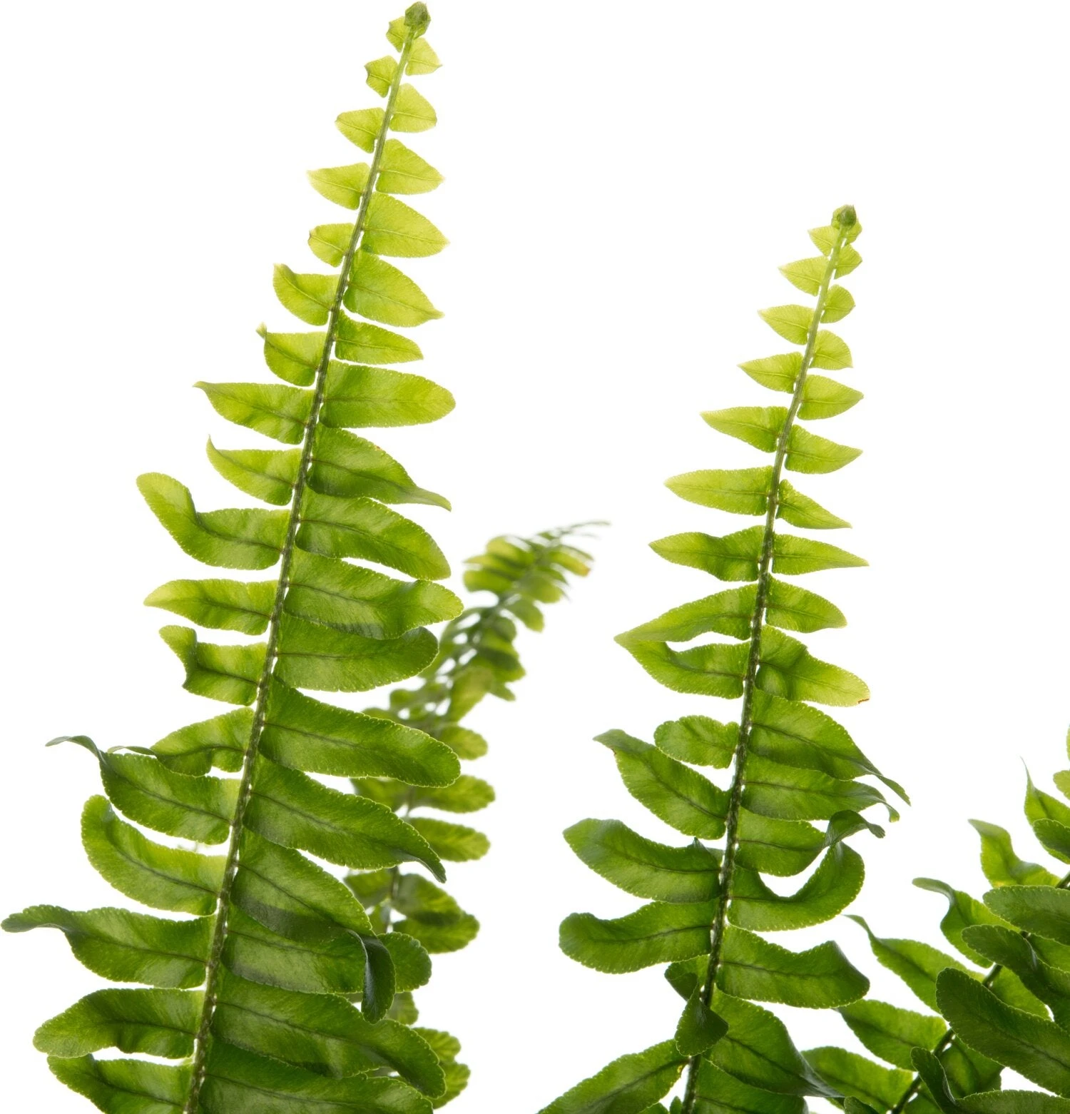 Krulvaren (Nephrolepis Exaltata 'Green Lady') D 12 H 35 Cm 2 Krulvaren (Nephrolepis Exaltata 'Green Lady') D 12 H 35 Cm - Afbeelding 2