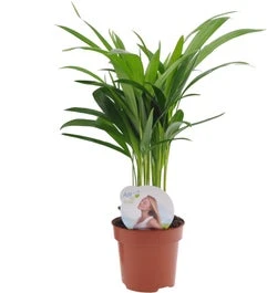 Goudpalm (Dypsis Lutescens) D 12 H 40 Cm 1 Goudpalm (Dypsis Lutescens) D 12 H 40 Cm