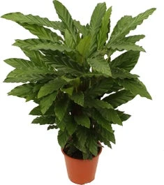 Calathea (Calathea Rufibarba 'Miroscha') D 19 H 75 Cm 1 Calathea (Calathea Rufibarba 'Miroscha') D 19 H 75 Cm
