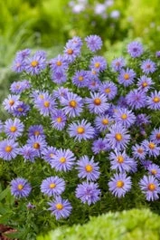 Aster (Aster Divaricatus 'Prof. Anton Kippenberg') D 11 H 10 Cm