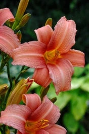 Daglelie (Hemerocallis 'Pink Damask') D 11 H 10 Cm 1 Daglelie (Hemerocallis 'Pink Damask') D 11 H 10 Cm