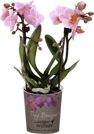 Mini Vlinderorchidee 2 Tak (Phalaenopsis 'Little Kolibri') Roze D 9 H 30 Cm 1 Mini Vlinderorchidee 2 Tak (Phalaenopsis 'Little Kolibri') Roze D 9 H 30 Cm