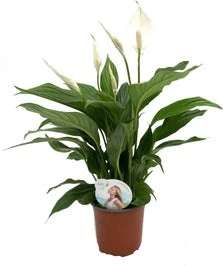 Lepelplant (Spathiphyllum 'Sweet Silvio') D 14 H 60 Cm 1 Lepelplant (Spathiphyllum 'Sweet Silvio') D 14 H 60 Cm