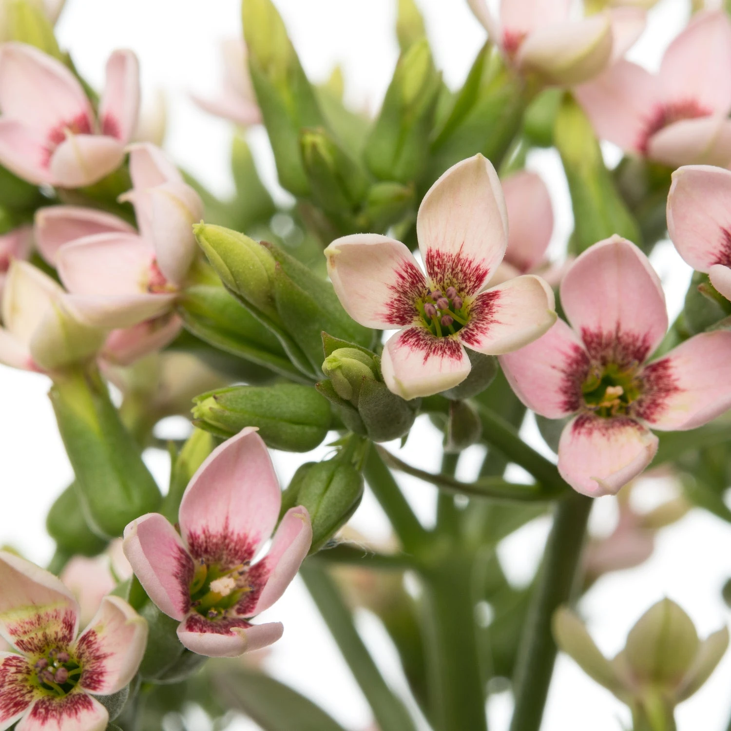 Kalanchoë (Kalanchoë 'Femini Pink') D 14 H 40 Cm 2 Kalanchoë (Kalanchoë 'Femini Pink') D 14 H 40 Cm - Afbeelding 2