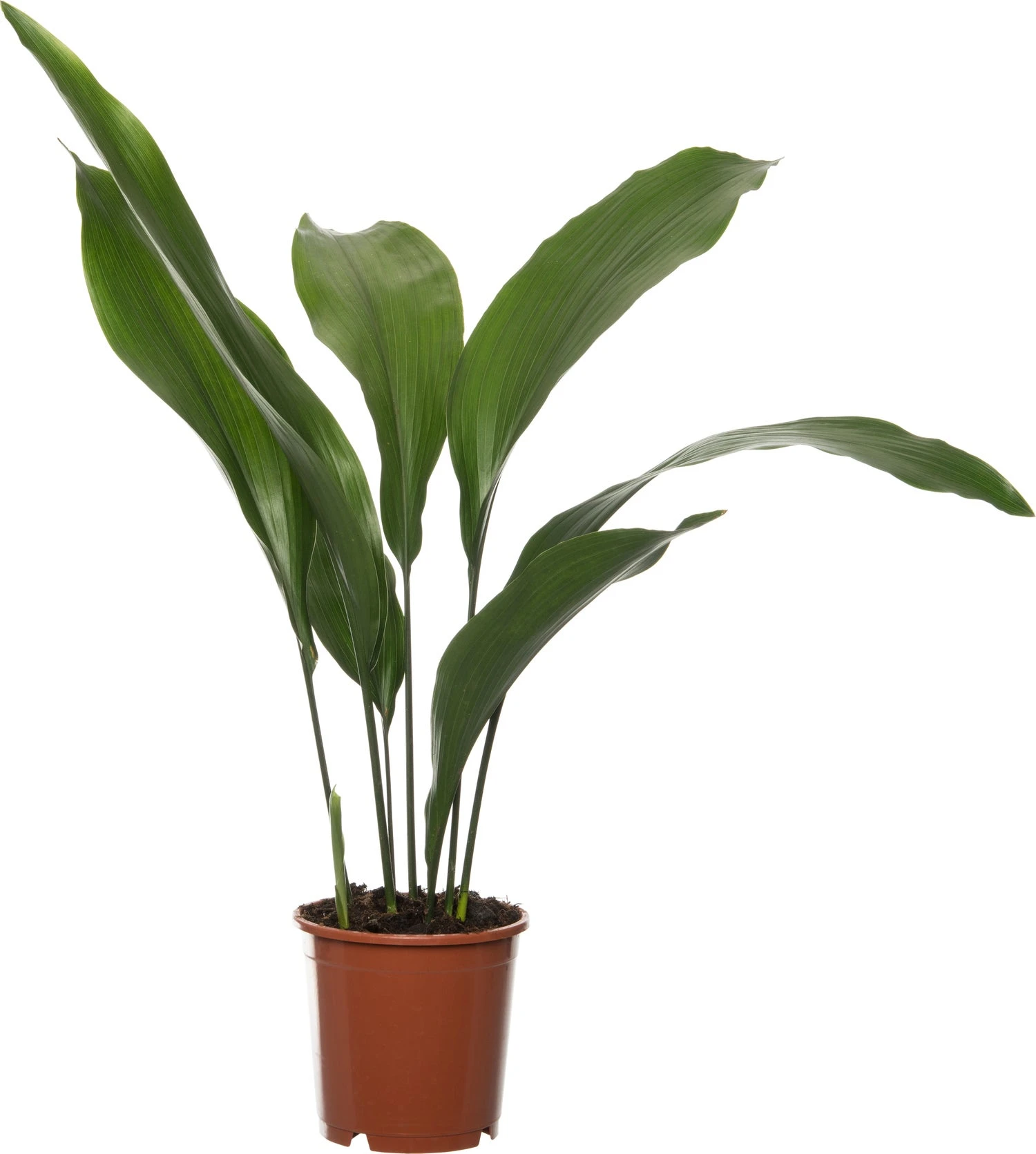 Kwartjesplant (Aspidistra Elatior) D 13 H 50 Cm 1 Kwartjesplant (Aspidistra Elatior) D 13 H 50 Cm