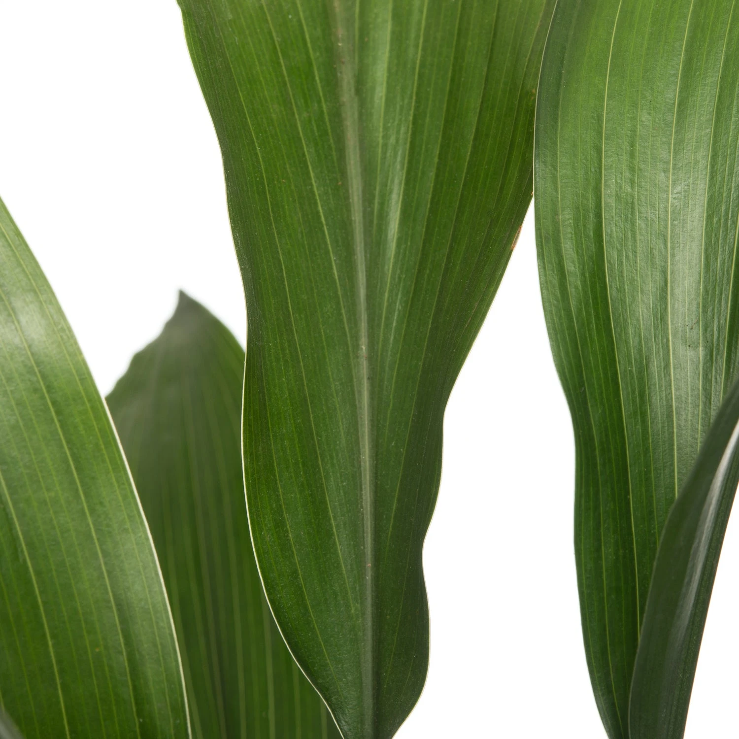 Kwartjesplant (Aspidistra Elatior) D 13 H 50 Cm 2 Kwartjesplant (Aspidistra Elatior) D 13 H 50 Cm - Afbeelding 2