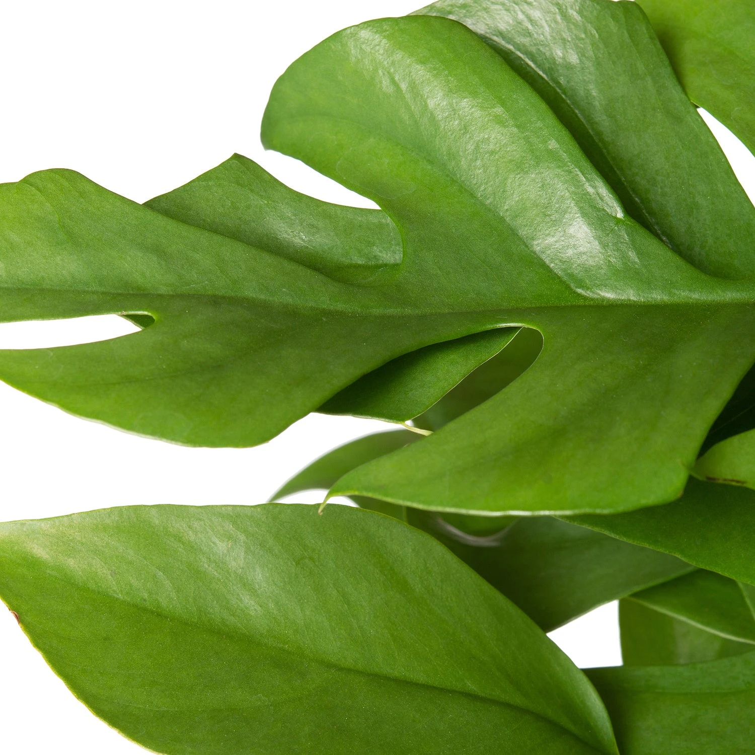 Philodendron (Philodendron Minima) D 12 H 30 Cm 2 Philodendron (Philodendron Minima) D 12 H 30 Cm - Afbeelding 2