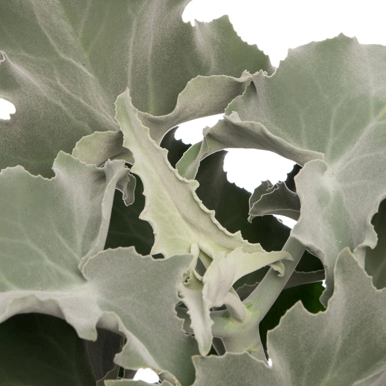 Kalanchoë (Kalanchoë Beharensis) D 13 H 30 Cm 2 Kalanchoë (Kalanchoë Beharensis) D 13 H 30 Cm - Afbeelding 2