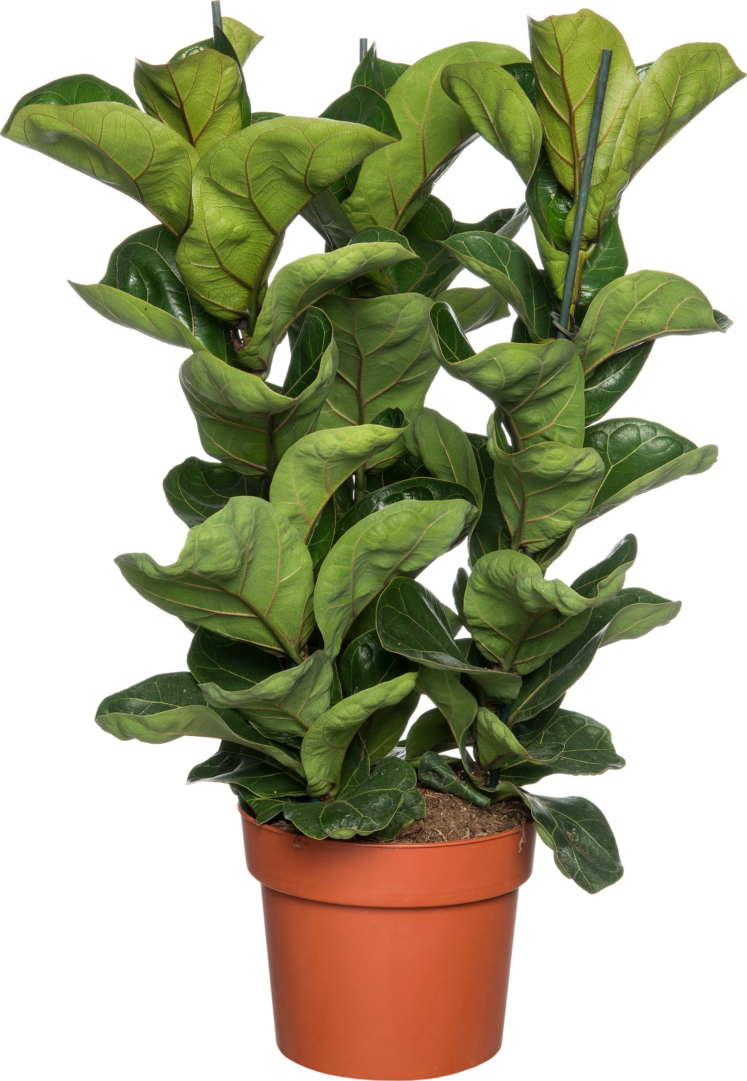 Vioolbladplant (Ficus Lyrata 'Bambino') D 21 H 70 Cm 1 Vioolbladplant (Ficus Lyrata 'Bambino') D 21 H 70 Cm