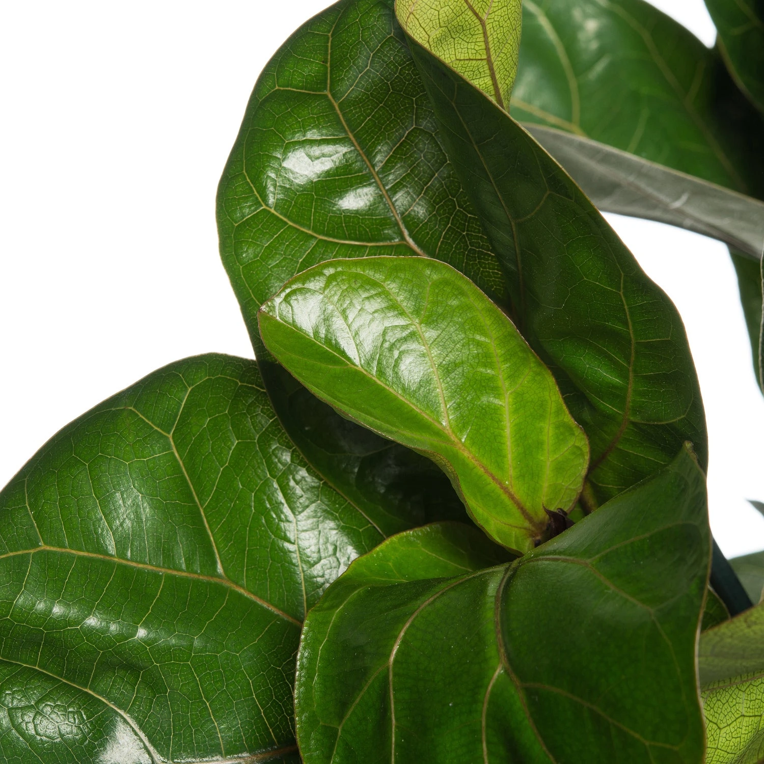 Vioolbladplant (Ficus Lyrata 'Bambino') D 21 H 70 Cm 2 Vioolbladplant (Ficus Lyrata 'Bambino') D 21 H 70 Cm - Afbeelding 2