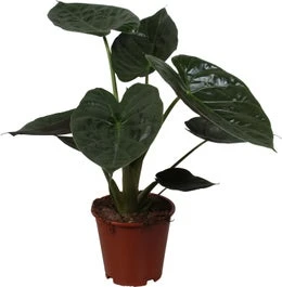 Olifantsoor (Alocasia Wentii) D 19 H 70 Cm