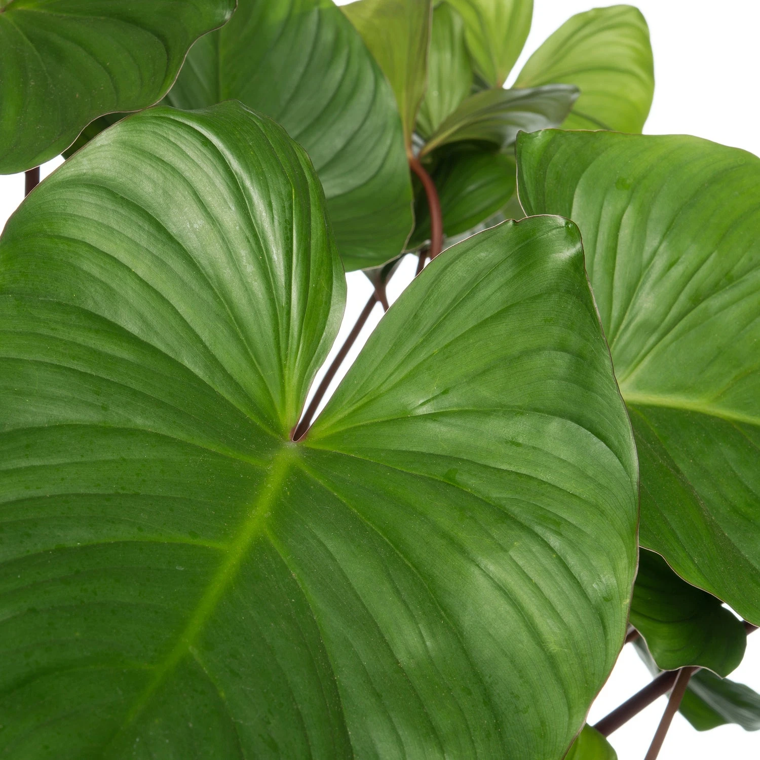 Homalomena (Homalomena Rubescens 'Maggy') D 24 H 80 Cm 2 Homalomena (Homalomena Rubescens 'Maggy') D 24 H 80 Cm - Afbeelding 2