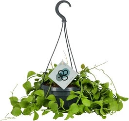 Dubbeltjesplant In Hangpot (Dischidia Imbricata) D 14 H 40 Cm 1 Dubbeltjesplant In Hangpot (Dischidia Imbricata) D 14 H 40 Cm