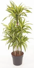 Drakenbloedboom (Dracaena Fragrans (D) 'Lemon Lime') D 31 H 140 Cm