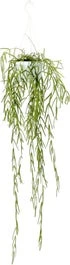 Smalle Wasbloem In Hangpot (Hoya Linearis) D 12 H 35 Cm 1 Smalle Wasbloem In Hangpot (Hoya Linearis) D 12 H 35 Cm