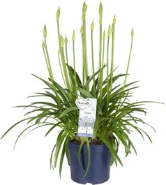 Afrikaanse Lelie (Agapanthus 'Amourette Superb') D 23 H 80 Cm