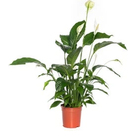 Lepelplant (Spathiphyllum 'Bingo Cupido') D 19 H 80 Cm