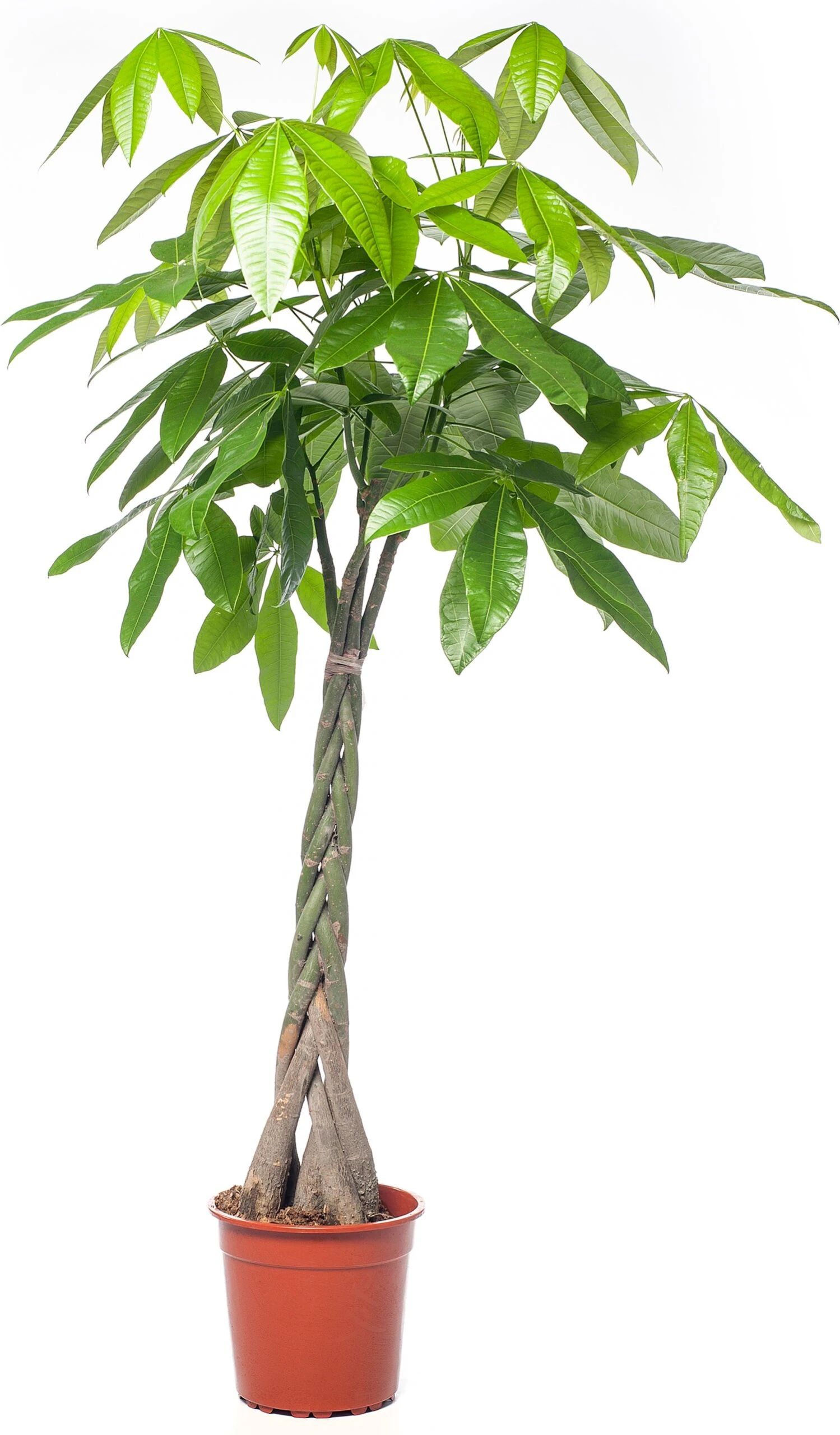 Geldboom (Pachira Aquatica) D 24 H 125 Cm 1 Geldboom (Pachira Aquatica) D 24 H 125 Cm