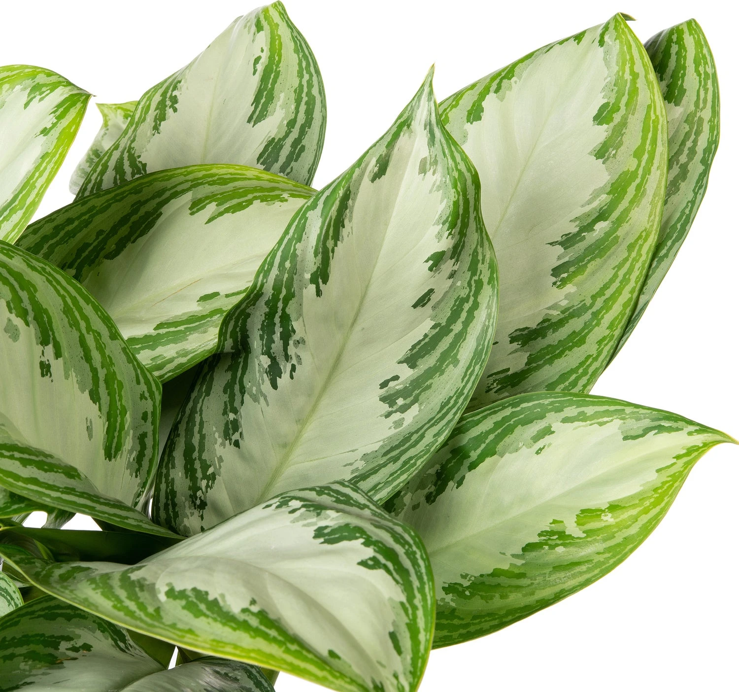 Aglaonema (Aglaonema 'Silver Bay') D 21 H 55 Cm 3 Aglaonema (Aglaonema 'Silver Bay') D 21 H 55 Cm - Afbeelding 3