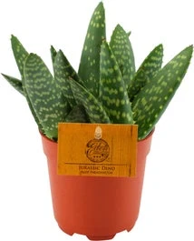 Aloë (Aloe 'Paradisicum') D 10,5 H 15 Cm