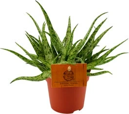 Spinnenplant (Aloe 'Spider') D 10,5 H 15 Cm 1 Spinnenplant (Aloe 'Spider') D 10,5 H 15 Cm