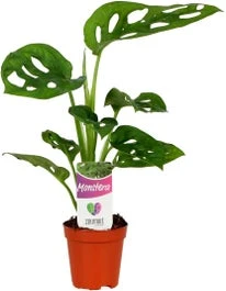 Gatenplant (Monstera 'Monkey Mask') D 5,5 H 25 Cm 1 Gatenplant (Monstera 'Monkey Mask') D 5,5 H 25 Cm