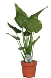 Olifantsoor (Alocasia Cucullata) D 24 H 100 Cm 1 Olifantsoor (Alocasia Cucullata) D 24 H 100 Cm