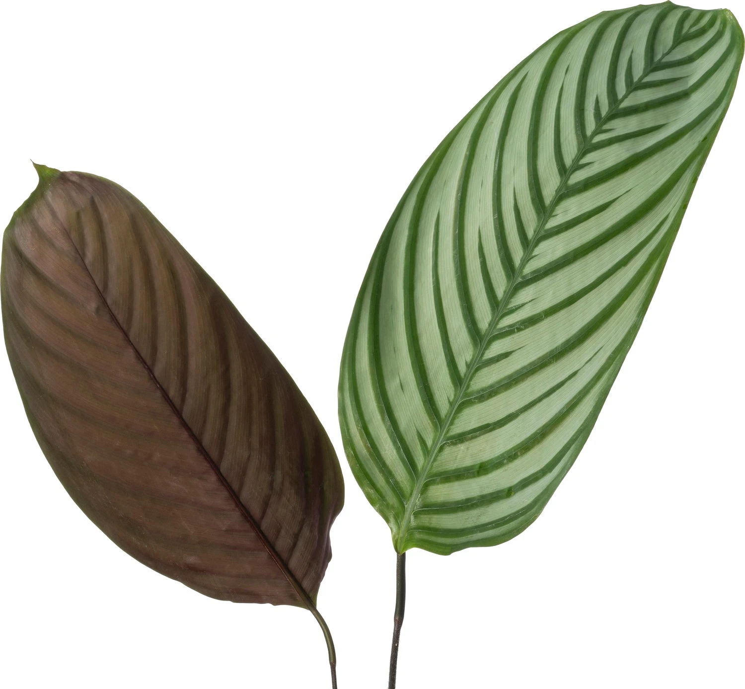 Ctenanthe (Ctenanthe Oppenheimiana) D 24 H 130 Cm 2 Ctenanthe (Ctenanthe Oppenheimiana) D 24 H 130 Cm - Afbeelding 2