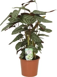 Gebedsplant (Ctenanthe Setosa 'Compactstar') D 17 H 50 Cm