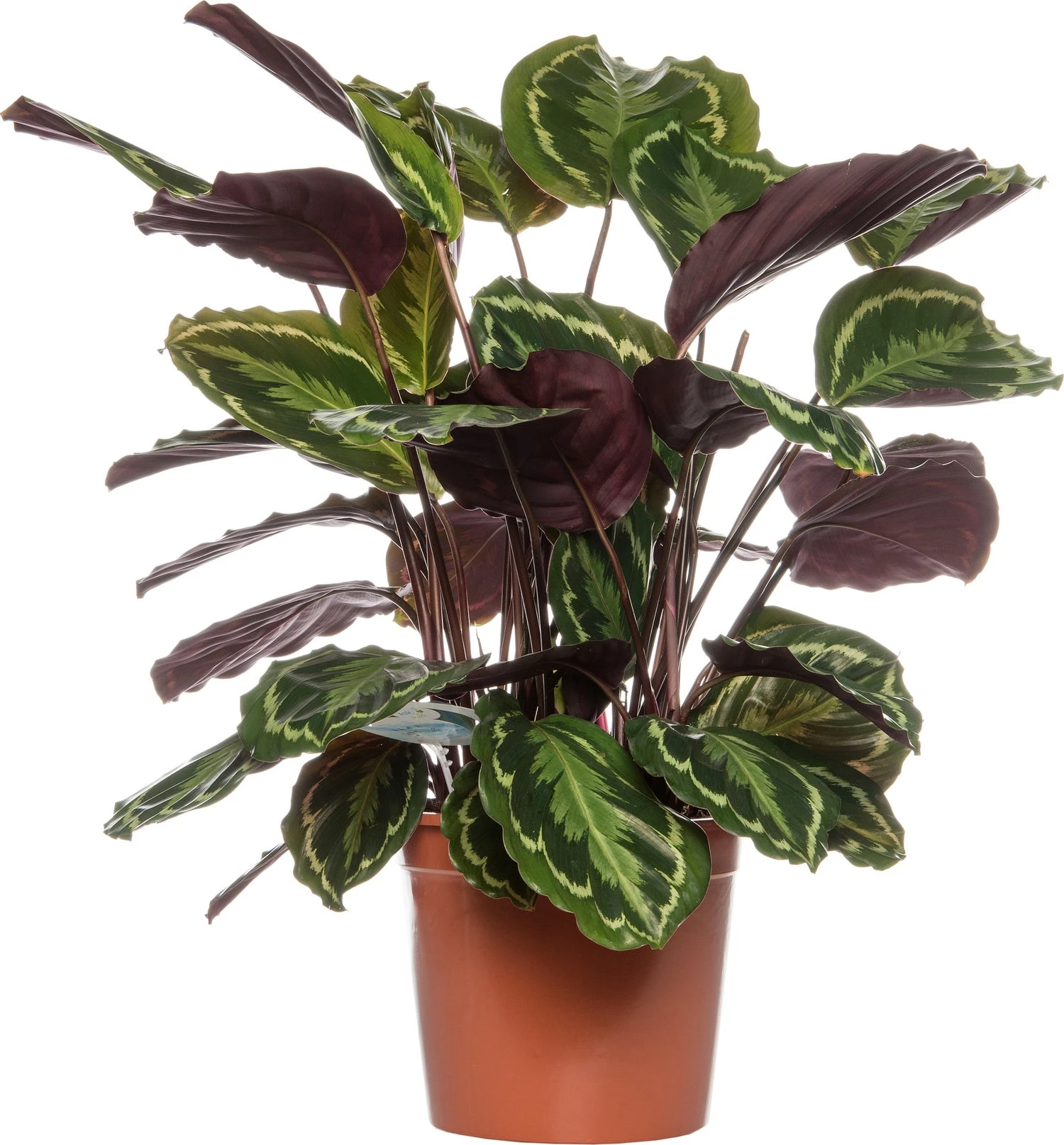 Calathea (Calathea 'Medallion') D 24 H 80 Cm 1 Calathea (Calathea 'Medallion') D 24 H 80 Cm