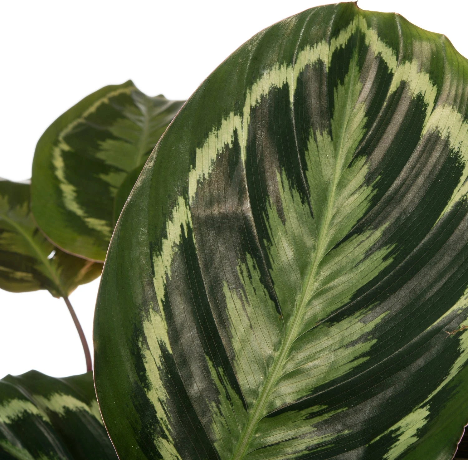 Calathea (Calathea 'Medallion') D 24 H 80 Cm 2 Calathea (Calathea 'Medallion') D 24 H 80 Cm - Afbeelding 2