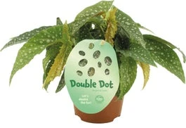 Stippenbegonia (Begonia 'Double Dot') D 12 H 20 Cm 1 Stippenbegonia (Begonia 'Double Dot') D 12 H 20 Cm