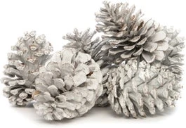 Intratuin Dennenappels Groot Wit 200 G