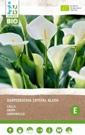 Intratuin Calla Knol (Zantedeschia 'Black Forrest') 2 Stuks 1 Intratuin Calla Knol (Zantedeschia 'Black Forrest') 2 Stuks