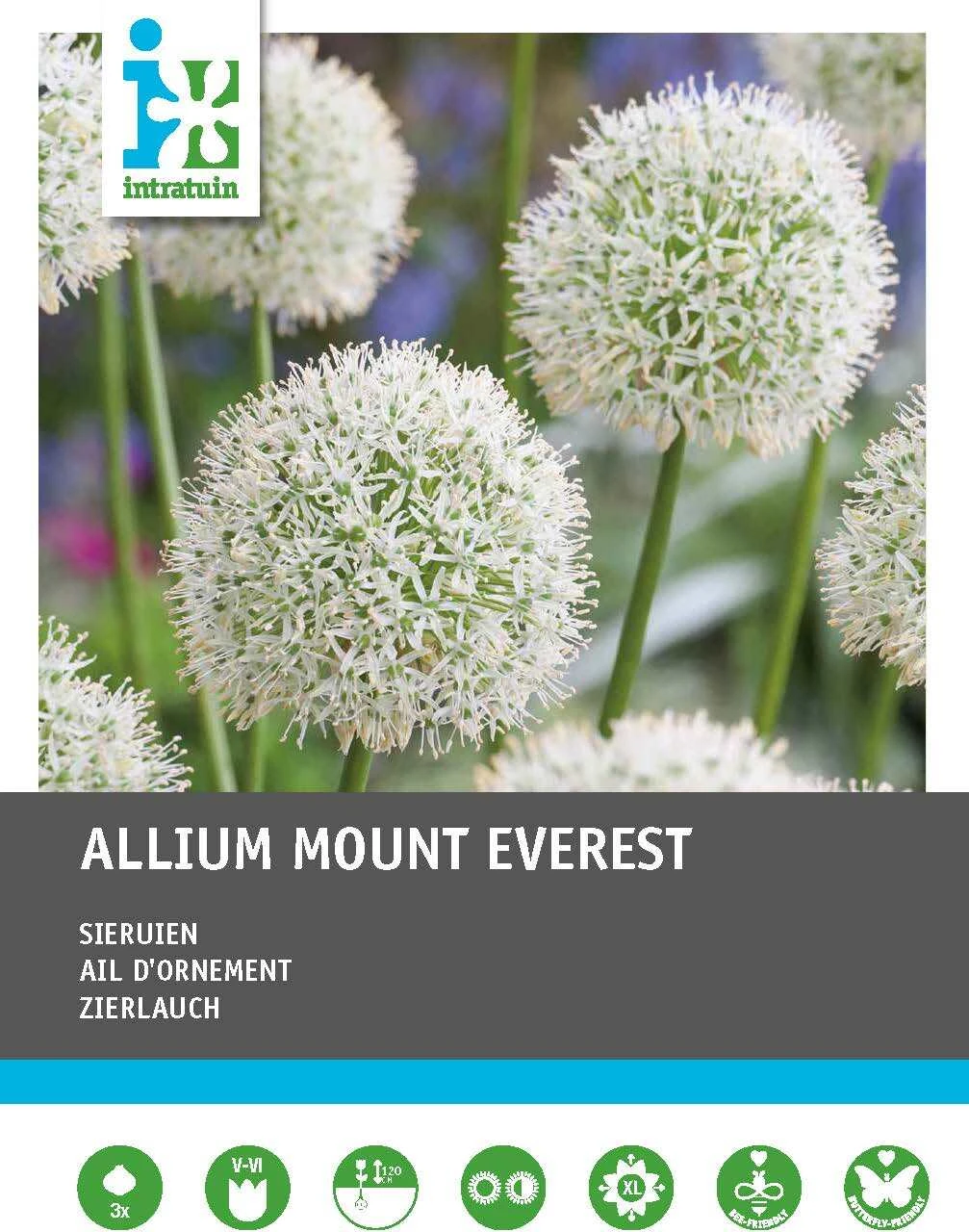 Intratuin Bloembollen Sierui (Allium 'Mount Everest') 3 Stuks 2 Intratuin Bloembollen Sierui (Allium 'Mount Everest') 3 Stuks - Afbeelding 2