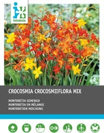 Intratuin Bloembollen Montbretia (Crocosmia ) Gemengd 40 Stuks 1 Intratuin Bloembollen Montbretia (Crocosmia ) Gemengd 40 Stuks