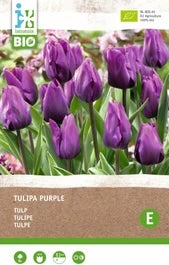 Intratuin Biologische Bloembollen Tulp (Tulipa) Donkerpaars 6 Stuks