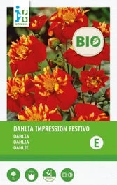 Intratuin Biologische Dahlia Knol (Dahlia 'Impression Festivo')