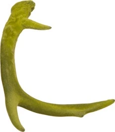 Intratuin Gewei Donker Groen 15,8 X 12,7 X 6,7 Cm