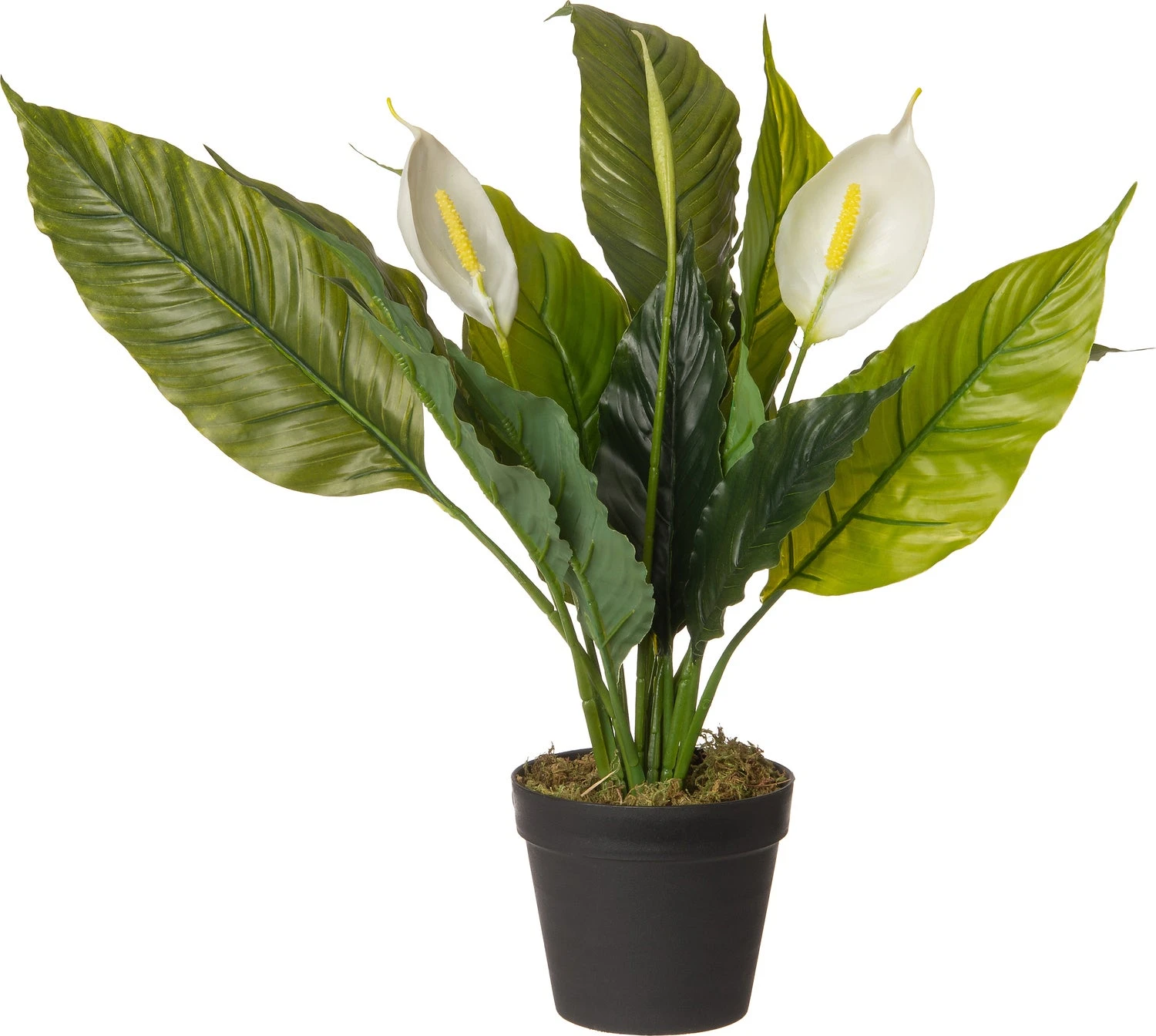 Intratuin Kunstplant Spathiphyllum Crème 30 X 30 X 60 Cm 1 Intratuin Kunstplant Spathiphyllum Crème 30 X 30 X 60 Cm