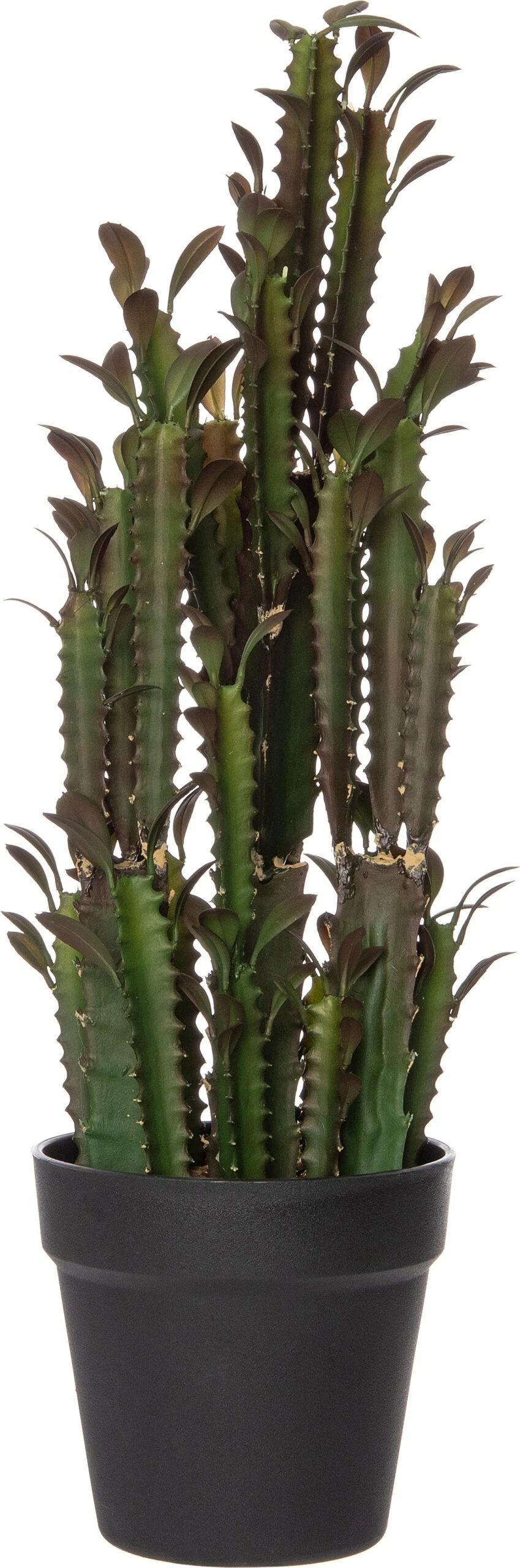 Intratuin Kunstplant Euphorbia Ingens Bruin D 15 H 50 Cm 2 Intratuin Kunstplant Euphorbia Ingens Bruin D 15 H 50 Cm - Afbeelding 2