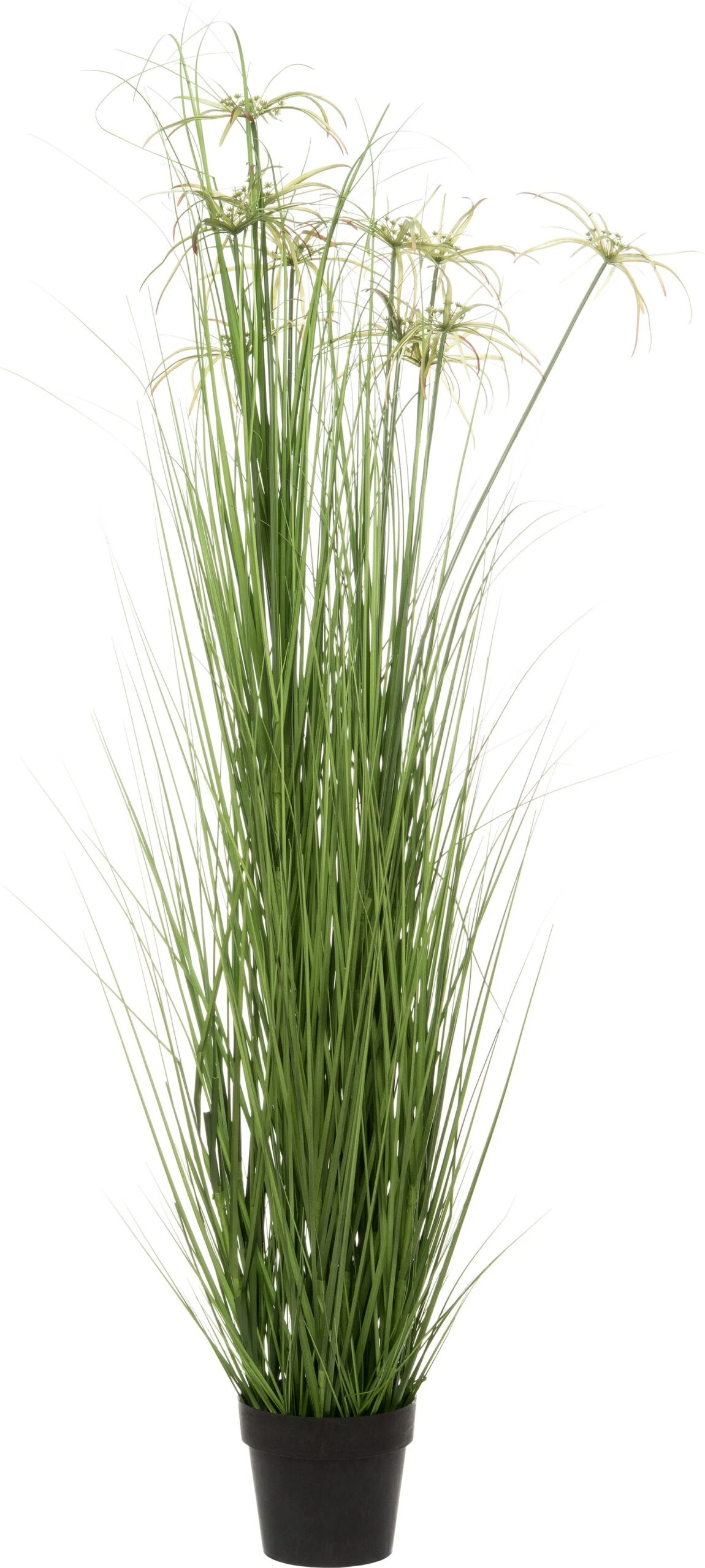 Intratuin Kunstplant Papyrus D 64 H 160 Cm 1 Intratuin Kunstplant Papyrus D 64 H 160 Cm