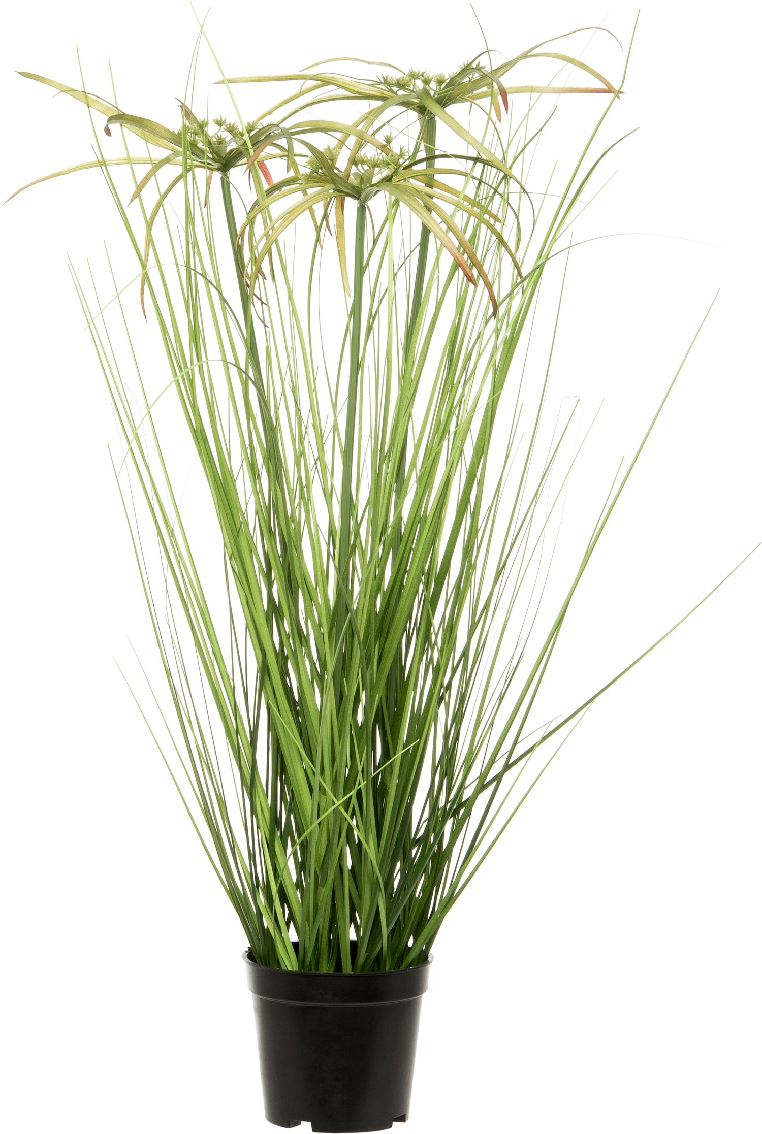 Intratuin Kunstplant Papyrus D 40 H 60 Cm 1 Intratuin Kunstplant Papyrus D 40 H 60 Cm