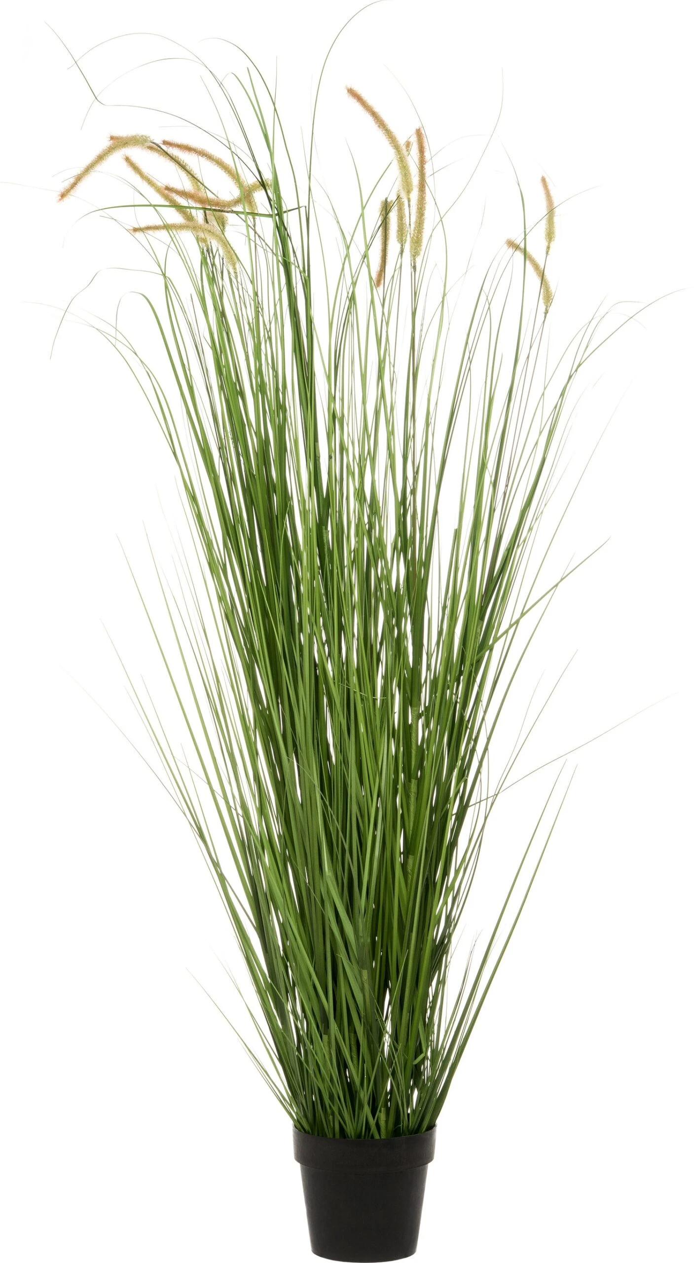 Intratuin Kunstplant Pennisetum D 65 H 160 Cm 1 Intratuin Kunstplant Pennisetum D 65 H 160 Cm