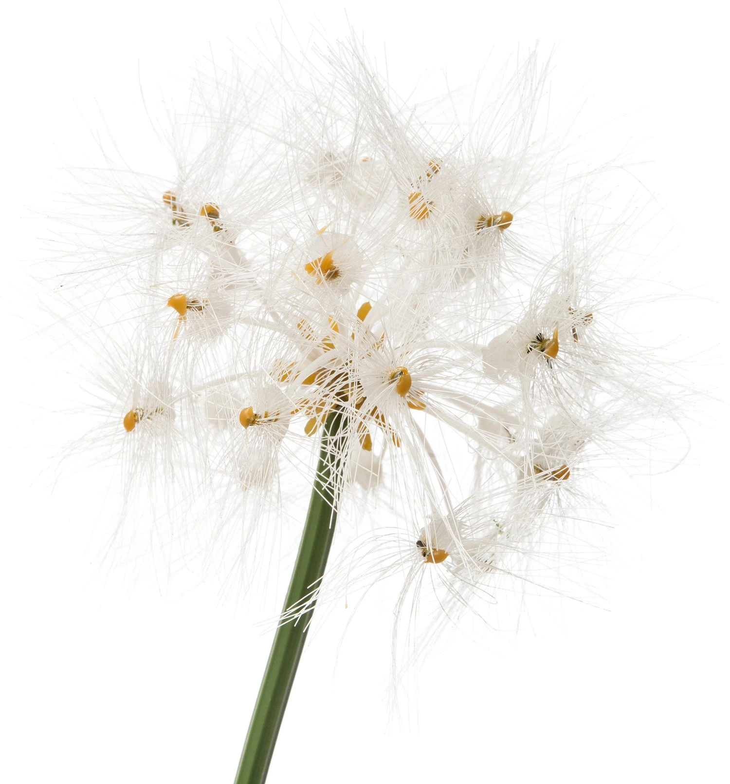 Intratuin Kunstplant Pampusgras D 33 H 50 Cm 2 Intratuin Kunstplant Pampusgras D 33 H 50 Cm - Afbeelding 2