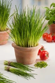 Biologische Fijne Bieslook (Allium Schoenoprasum) D 13 H 20 Cm